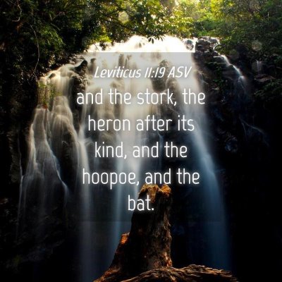 Picture 04 - Leviticus 11:19 ASV - and the stork, the heron after its kind, and the - Bible Verse Picture
