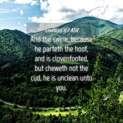Picture 04 - Leviticus 11:7 ASV - And the swine, because he parteth the hoof, and - Bible Verse Picture