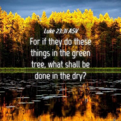 Picture 04 - Luke 23:31 ASV - For if they do these things in the green tree, - Bible Verse Picture
