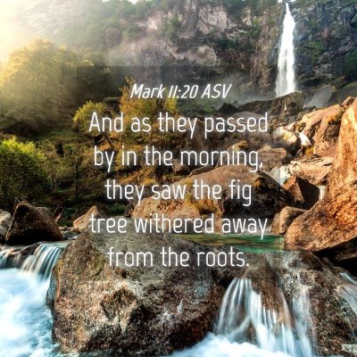 Picture 04 - Mark 11:20 ASV - And as they passed by in the morning, they saw - Bible Verse Picture