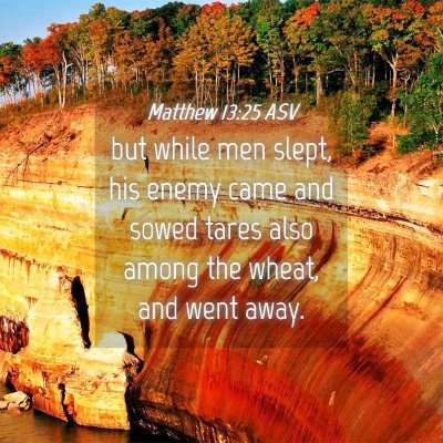 Picture 04 - Matthew 13:25 ASV - but while men slept, his enemy came and sowed - Bible Verse Picture