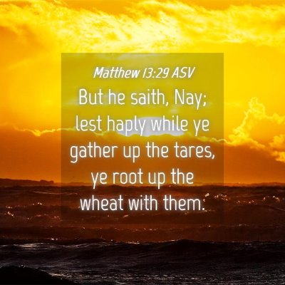 Picture 04 - Matthew 13:29 ASV - But he saith, Nay; lest haply while ye gather up - Bible Verse Picture
