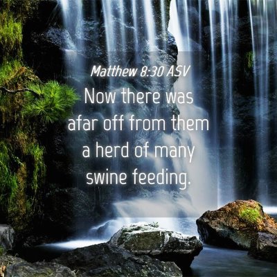 Picture 04 - Matthew 8:30 ASV - Now there was afar off from them a herd of many - Bible Verse Picture