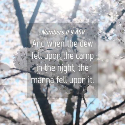 Picture 04 - Numbers 11:9 ASV - And when the dew fell upon the camp in the night, - Bible Verse Picture