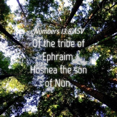 Picture 04 - Numbers 13:8 ASV - Of the tribe of Ephraim, Hoshea the son of - Bible Verse Picture