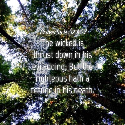 Picture 04 - Proverbs 14:32 ASV - The wicked is thrust down in his evil-doing; But - Bible Verse Picture