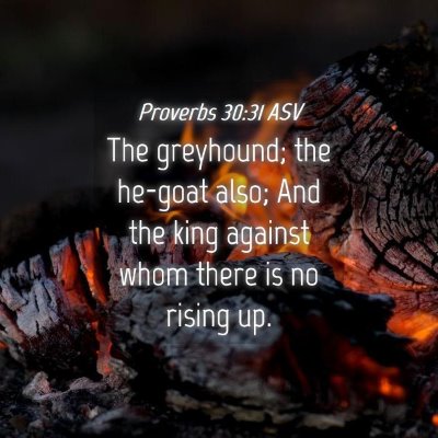 Picture 04 - Proverbs 30:31 ASV - The greyhound; the he-goat also; And the king - Bible Verse Picture