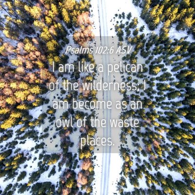 Picture 04 - Psalms 102:6 ASV - I am like a pelican of the wilderness; I am - Bible Verse Picture