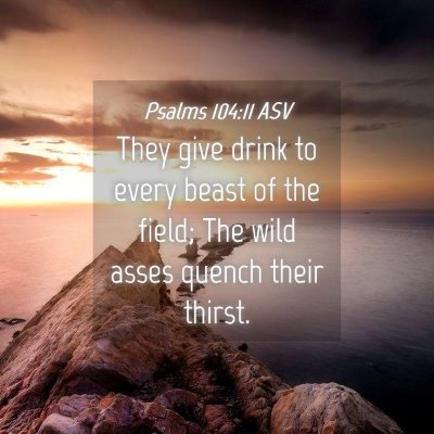 Picture 04 - Psalms 104:11 ASV - They give drink to every beast of the field; The - Bible Verse Picture