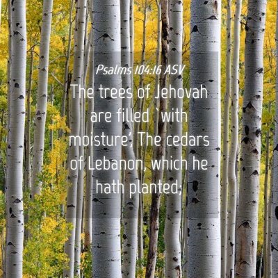 Picture 04 - Psalms 104:16 ASV - The trees of Jehovah are filled `with moisture', - Bible Verse Picture