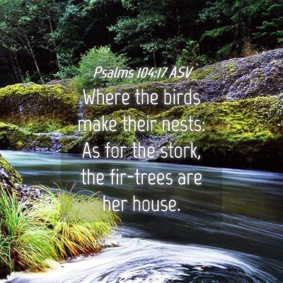 Picture 04 - Psalms 104:17 ASV - Where the birds make their nests: As for the - Bible Verse Picture