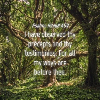 Picture 04 - Psalms 119:168 ASV - I have observed thy precepts and thy testimonies; - Bible Verse Picture