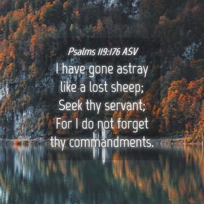 Picture 04 - Psalms 119:176 ASV - I have gone astray like a lost sheep; Seek thy - Bible Verse Picture