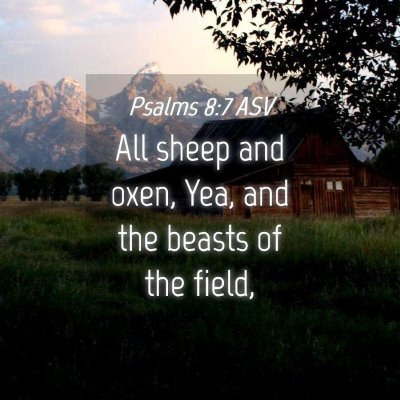 Picture 04 - Psalms 8:7 ASV - All sheep and oxen, Yea, and the beasts of the - Bible Verse Picture