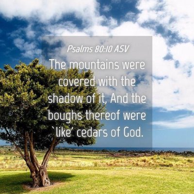 Picture 04 - Psalms 80:10 ASV - The mountains were covered with the shadow of it, - Bible Verse Picture