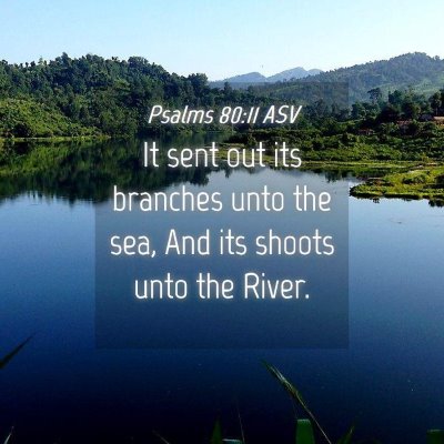 Picture 04 - Psalms 80:11 ASV - It sent out its branches unto the sea, And its - Bible Verse Picture