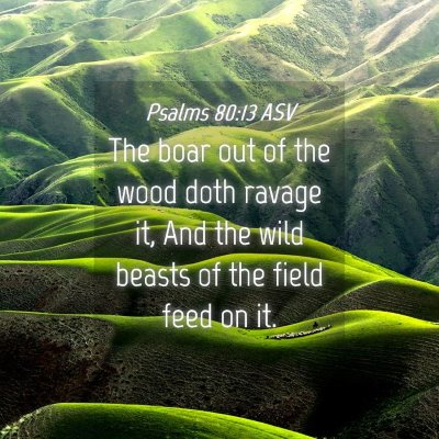 Picture 04 - Psalms 80:13 ASV - The boar out of the wood doth ravage it, And the - Bible Verse Picture