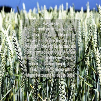 Picture 04 - Ruth 2:19 ASV - And her mother-in-law said unto her, Where hast - Bible Verse Picture