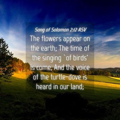 Picture 04 - Song of Solomon 2:12 ASV - The flowers appear on the earth; The time of the - Bible Verse Picture
