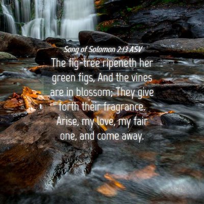 Picture 04 - Song of Solomon 2:13 ASV - The fig-tree ripeneth her green figs, And the - Bible Verse Picture