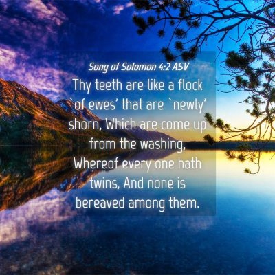 Picture 04 - Song of Solomon 4:2 ASV - Thy teeth are like a flock `of ewes' that are - Bible Verse Picture