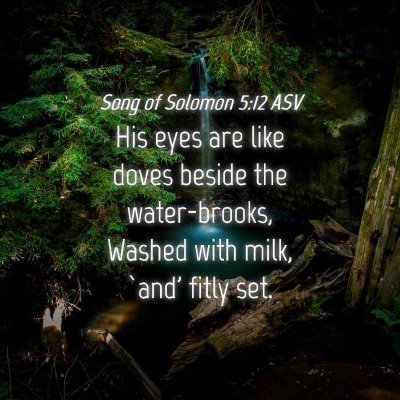 Picture 04 - Song of Solomon 5:12 ASV - His eyes are like doves beside the water-brooks, - Bible Verse Picture