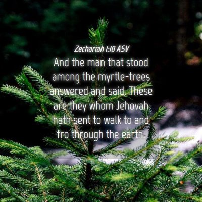 Picture 04 - Zechariah 1:10 ASV - And the man that stood among the myrtle-trees - Bible Verse Picture