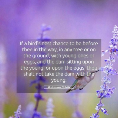 Picture 05 - Deuteronomy 22:6 ASV - If a bird's nest chance to be before thee in the - Bible Verse Picture