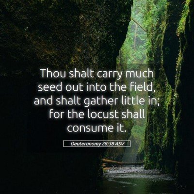 Picture 05 - Deuteronomy 28:38 ASV - Thou shalt carry much seed out into the field, - Bible Verse Picture