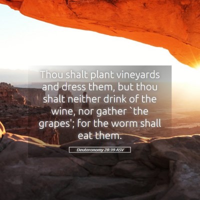 Picture 05 - Deuteronomy 28:39 ASV - Thou shalt plant vineyards and dress them, but - Bible Verse Picture