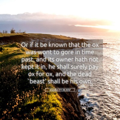 Picture 05 - Exodus 21:36 ASV - Or if it be known that the ox was wont to gore in - Bible Verse Picture