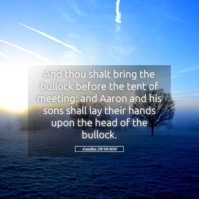 Picture 05 - Exodus 29:10 ASV - And thou shalt bring the bullock before the tent - Bible Verse Picture