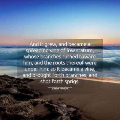 Picture 05 - Ezekiel 17:6 ASV - And it grew, and became a spreading vine of low - Bible Verse Picture