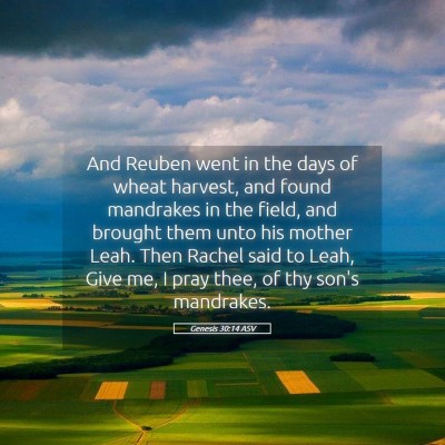 Picture 05 - Genesis 30:14 ASV - And Reuben went in the days of wheat harvest, and - Bible Verse Picture