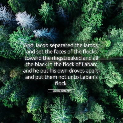 Picture 05 - Genesis 30:40 ASV - And Jacob separated the lambs, and set the faces - Bible Verse Picture