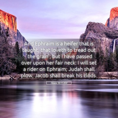 Picture 05 - Hosea 10:11 ASV - And Ephraim is a heifer that is taught, that - Bible Verse Picture