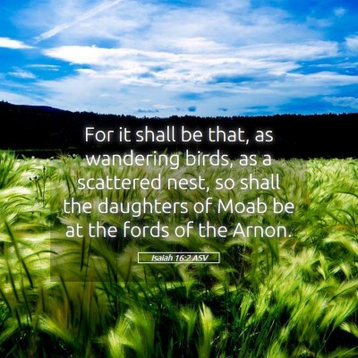 Picture 05 - Isaiah 16:2 ASV - For it shall be that, as wandering birds, as a - Bible Verse Picture