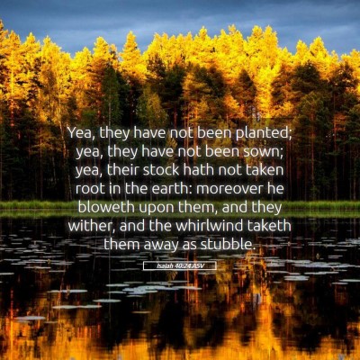Picture 05 - Isaiah 40:24 ASV - Yea, they have not been planted; yea, they have - Bible Verse Picture
