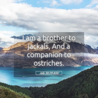 Picture 05 - Job 30:29 ASV - I am a brother to jackals, And a companion to - Bible Verse Picture