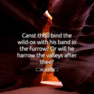 Picture 05 - Job 39:10 ASV - Canst thou bind the wild-ox with his band in the - Bible Verse Picture