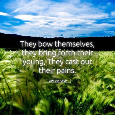 Picture 05 - Job 39:3 ASV - They bow themselves, they bring forth their - Bible Verse Picture
