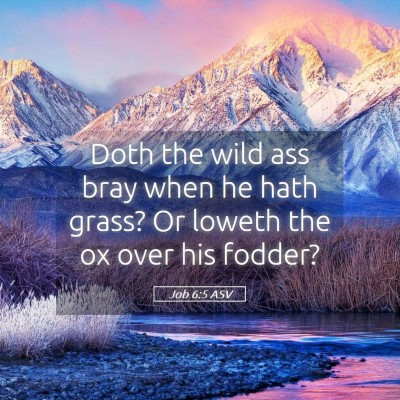 Picture 05 - Job 6:5 ASV - Doth the wild ass bray when he hath grass? Or - Bible Verse Picture