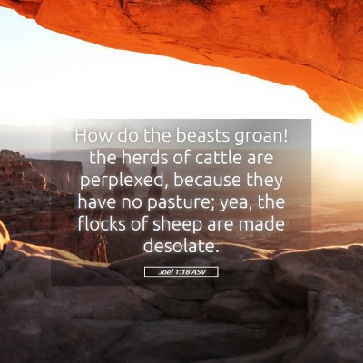 Picture 05 - Joel 1:18 ASV - How do the beasts groan! the herds of cattle are - Bible Verse Picture