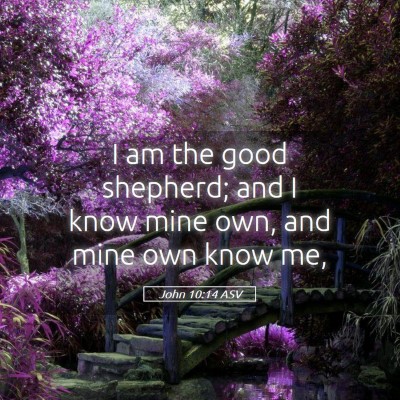 Picture 05 - John 10:14 ASV - I am the good shepherd; and I know mine own, and - Bible Verse Picture