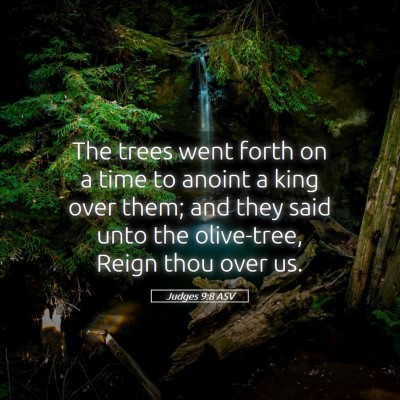 Picture 05 - Judges 9:8 ASV - The trees went forth on a time to anoint a king - Bible Verse Picture