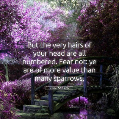 Picture 05 - Luke 12:7 ASV - But the very hairs of your head are all numbered. - Bible Verse Picture