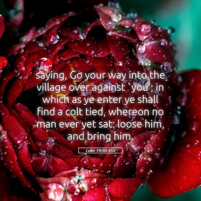 Picture 05 - Luke 19:30 ASV - saying, Go your way into the village over against - Bible Verse Picture