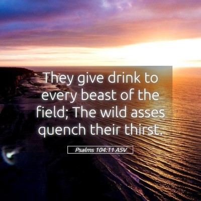 Picture 05 - Psalms 104:11 ASV - They give drink to every beast of the field; The - Bible Verse Picture