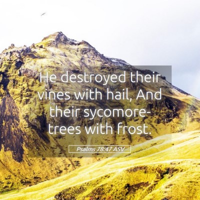 Picture 05 - Psalms 78:47 ASV - He destroyed their vines with hail, And their - Bible Verse Picture