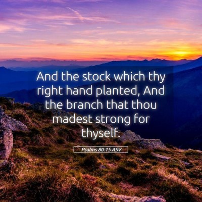 Picture 05 - Psalms 80:15 ASV - And the stock which thy right hand planted, And - Bible Verse Picture